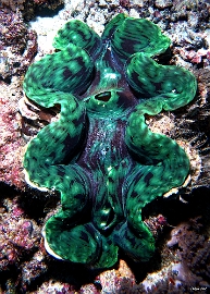 Maldives 2021 - Benitier geant - giant clam - Tridacna gigas - DSC00480_rc